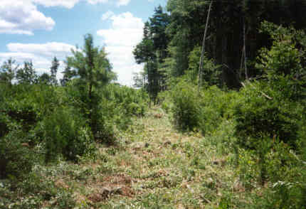 Fence Establishment