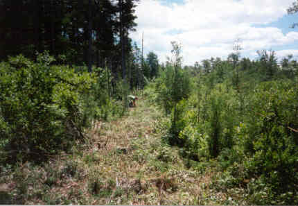 Fence Establishment
