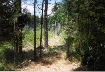 Fence Establishment