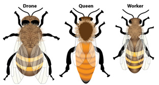 Drone, Queen, Worker