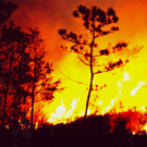 forest fire