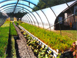 Inside Greenhouse