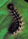 Gypsy Moth