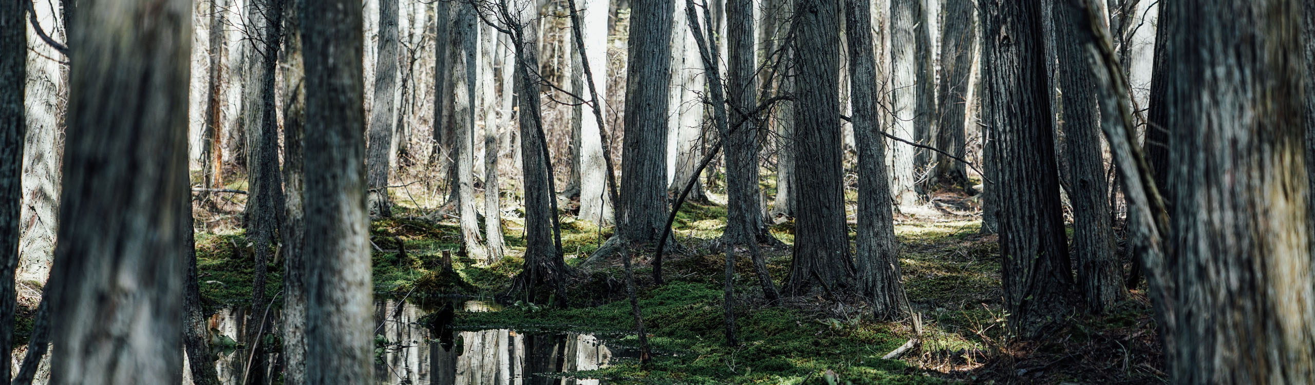 Atlantic white cedar planning document