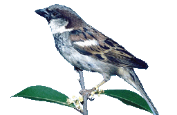 House sparrow