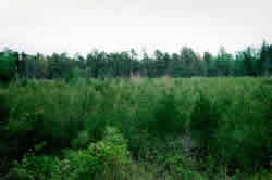 Atlantic white-cedar regeneration in Brendan T. Byrne State Forest