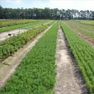 plant soil