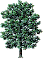 Red oak tree