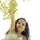 Child reaches for a leaf