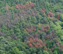 Southern Pine Beetle Aerial