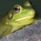 green frog