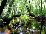 Toms River in Summer