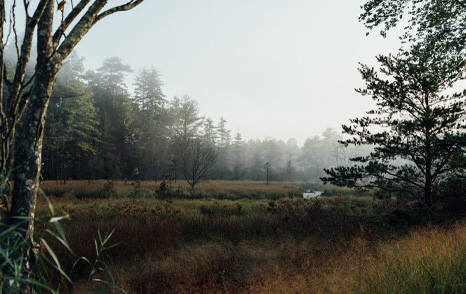 Wharton State Forest Visitor & Vehicle Use Access Planning
