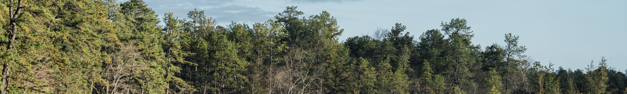 Bass River State Forest