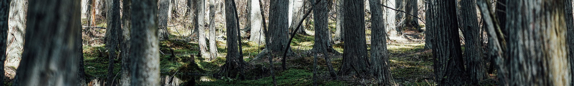 Belleplain State Forest