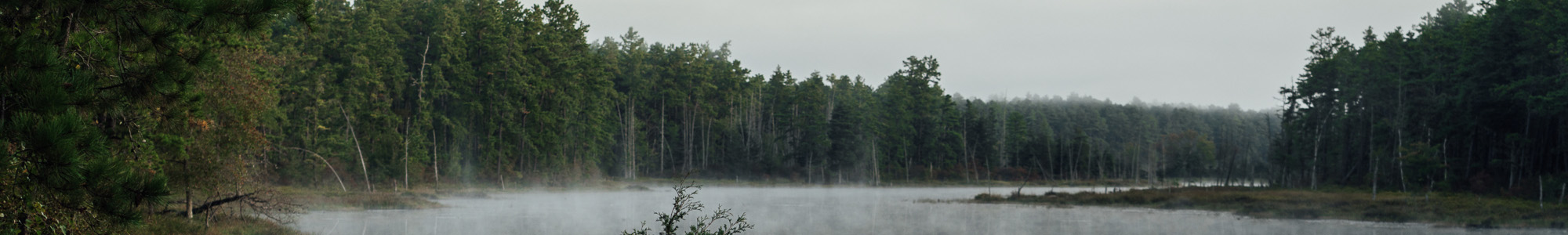 Wharton State Forest