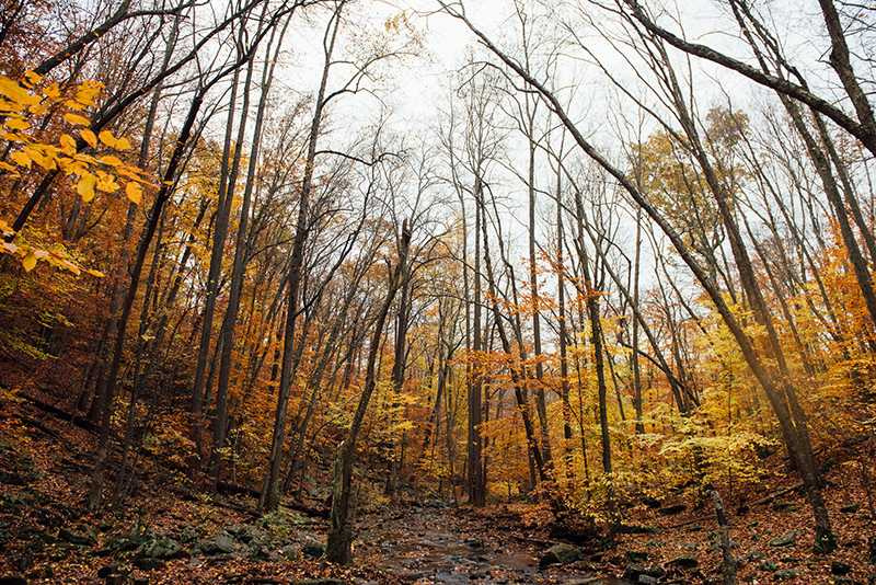 NJDEP | Hacklebarney State Park | New Jersey State Park Service