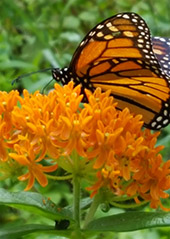 A butterfly on a flower  Description automatically generated