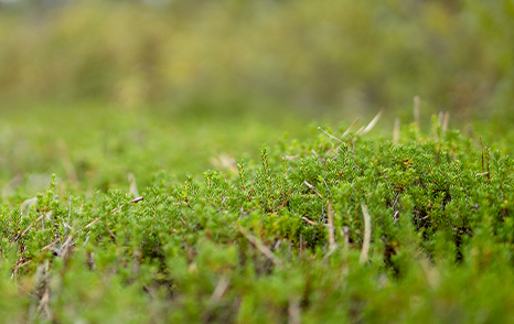 Rare Plant Profiles