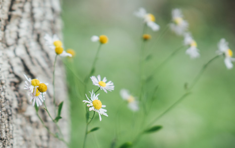 Environmental Trends and Endangered Plants