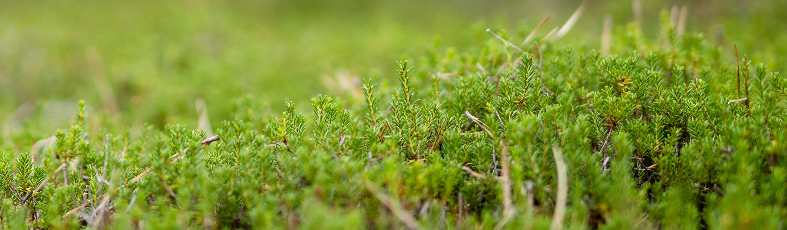 Spotlight: Rare Plant Profiles