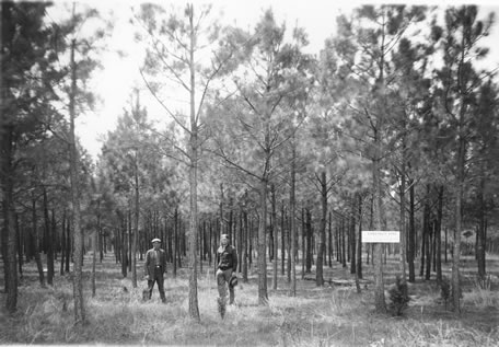 Loblolly pine plantation 14 yrs old