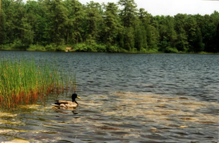 Lake Absegami