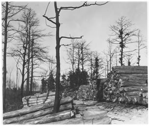 Bass River salvaging cedar after fire of 1930