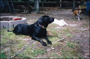 Dog on a leash