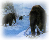 Drawing of Wooly-Mammoths during the last ice age.  