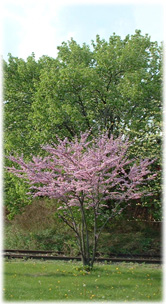 An American redbud (Cercis canadensis) tree in full bloom at Liberty State Park