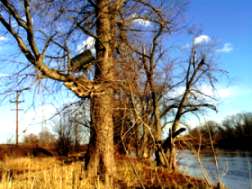 Drum found in tree limb after Raritan River recedes