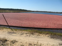 cranberries