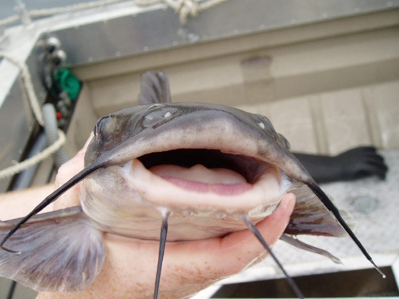 NJDEPDivision of Water Monitoring and Standards