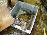 large brown trout in livewell