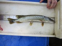 northern pike passaic river