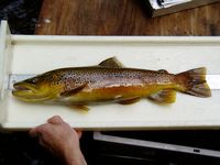 brown trout on measuring board