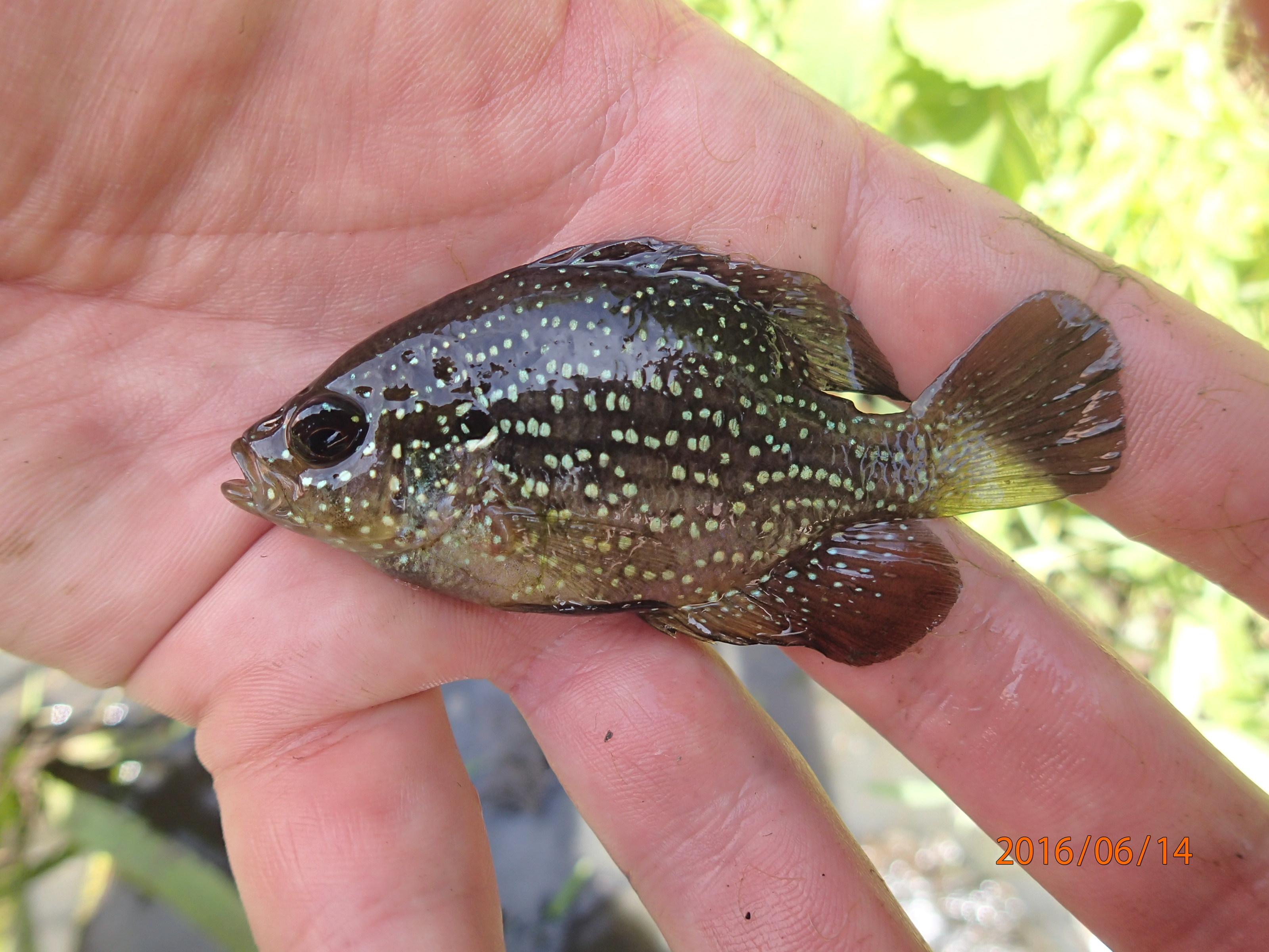 NJDEPDivision of Water Monitoring and Standards