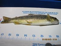 yoy trout