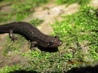 salamander