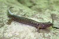 northern dusky salamander