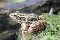 pickerel frog