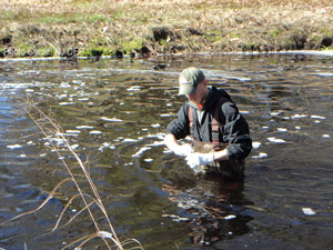 Collecting a water sample for mercury analysis