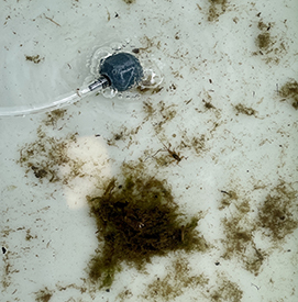 One of the trays of macros collected from the Delaware River. Photo by the DRBC.