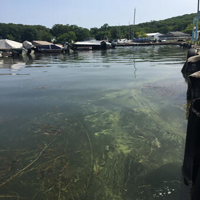 An image of a harmful algal bloom in Lake Hopatcong, N.J. Photo by the USGS.