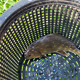 An American shad caught on Saturday. Photo by the DRBC.