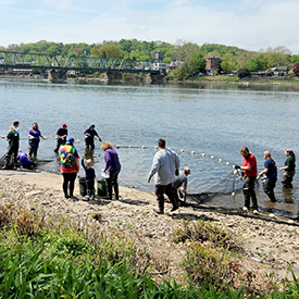 The nets are slowly brought in toshore. As they get closer, you can start to see the movement of all the fish caught. Photo by the DRBC.