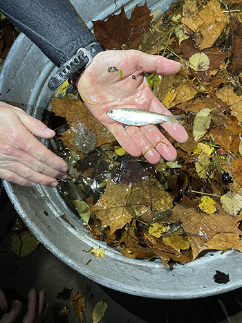 A YOY American shad. Photo by DRBC.