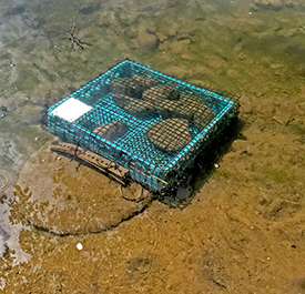 One of the cages of freshwater mussels deployed in the Delaware River for this study. Photo by DRBC.