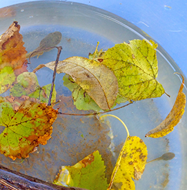 Can you see the tadpoles in this water sample? One even has legs! Photo by the DRBC.